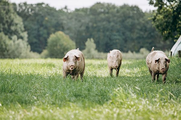 10 diferencias entre la ganadería ecológica y la ganadería industrial
