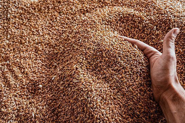 Grano de la granja ecológica San Antonio