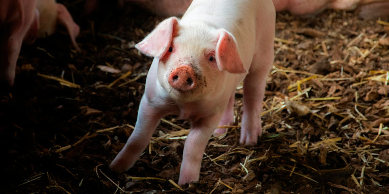 Diferencias entre cerdo ecológico ibérico y el cerdo blanco