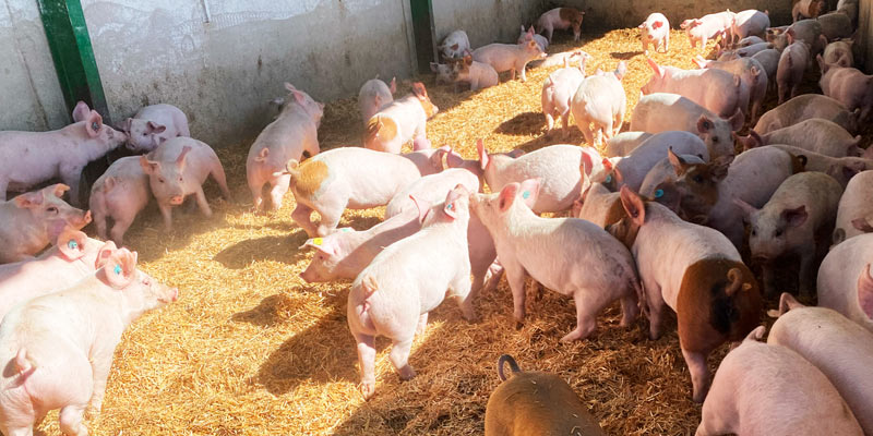 Pesticidas en la alimentación