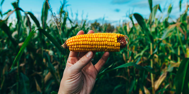 Pesticidas en la alimentación