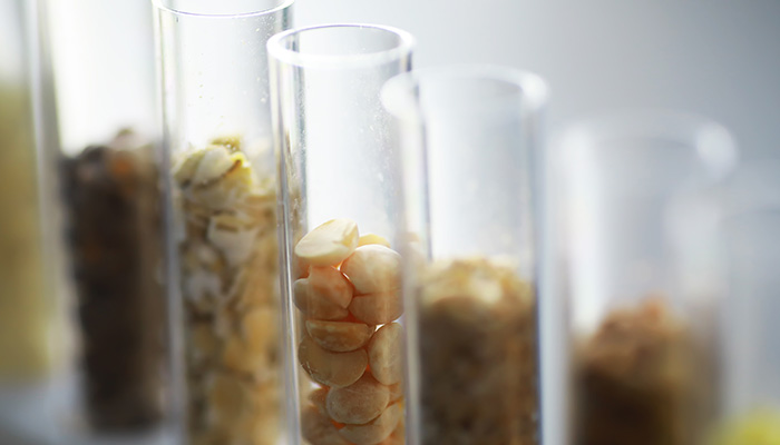 alimentos transgénicos