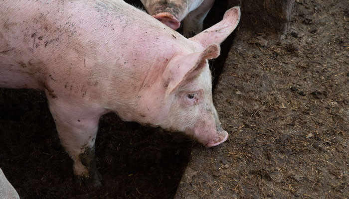 producción de cerdo ecológico